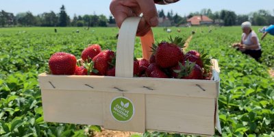 Bedýnka jahod z Vraňan pro Rohlík.cz