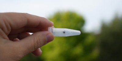 Klíště ve zkumavce