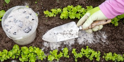  Sypání popela do záhonu