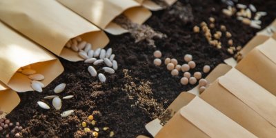 Semena různých rostlin vysypaná na substrátu