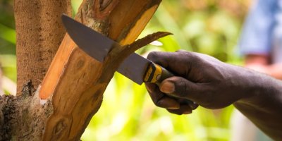 Odřezávání skořicové kůry pomocí nože