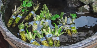 Kořeny wasabi ve vodě