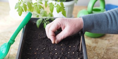 Záběr na mužské ruce sázející semínka rajčat do květináče