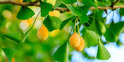 Ginkgo biloba se semeny