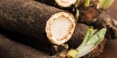 Rozkrojený černý kořen