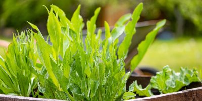 Černý kořen na zahradě