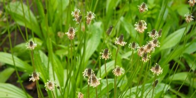 Jitrocel kopinatý v přírodě