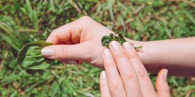 Přikládání rozmačkaných listů jitrocele na ránu
