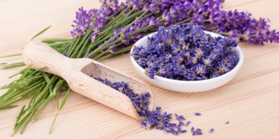 Sušená levandule v misce a na dřevěné lžičce, v pozadí čerstvě utržená kytice levandule