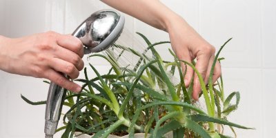 Sprchování pomáhá proti mšicím.