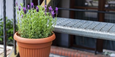 Levandule v květináči na schodech