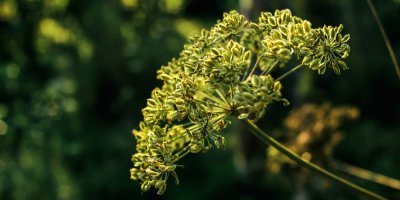 Anýz se zralými plody