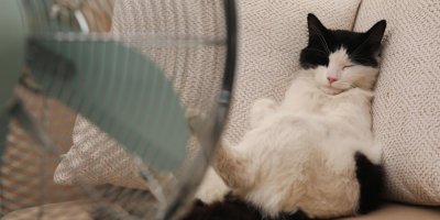 Kočka odpočívá u ventilátoru