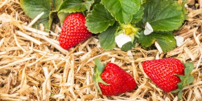 Sláma kolem jahodníků