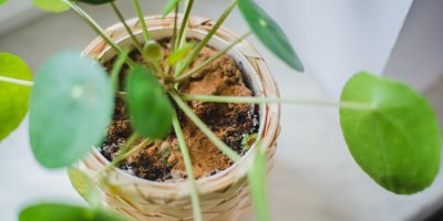 Skořice nasypaná v květináči