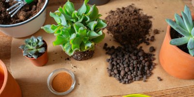 Přesazování rostlin a miska skořice