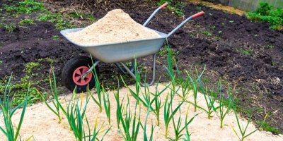 Mulč z pilin v záhonech