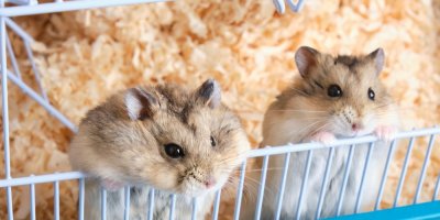 Dva křečci, v pozadí klec v pilinami