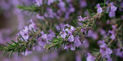 Nachově kvetoucí rozmarýn