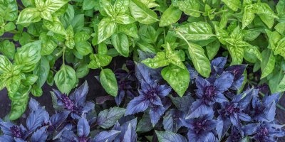 Původní a fialová odrůda bazalky