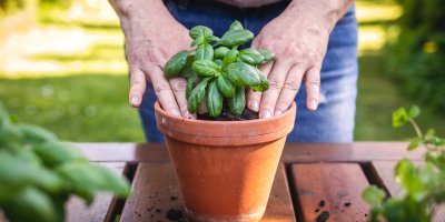 Sázení bazalky do květináče