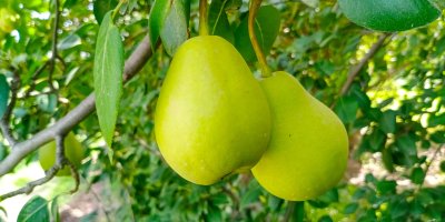 Dvě nezralé hrušky na hrušni