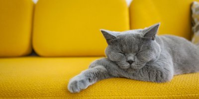 Britská kočka spí na oranžovém gauči