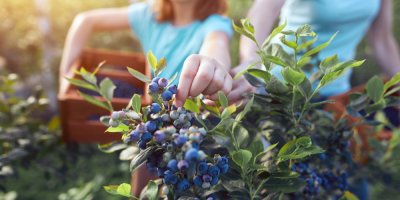 Dívka trhá borůvky