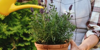 Žena zalévá levanduli v květináči