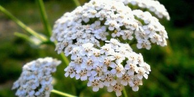 Kvetoucí řebříček na louce