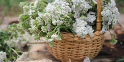 Sbírání řebříčku do proutěného košíku