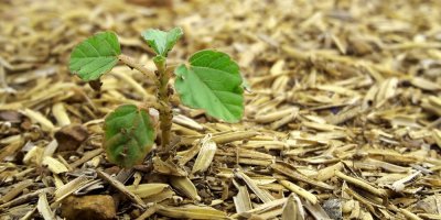 Rostlinka raší na rýžových slupkách