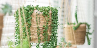 Závěsné rostliny v interiéru