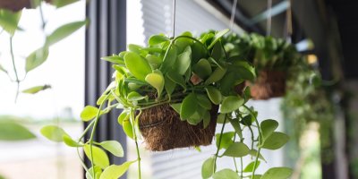 Závěsné rostliny u okna