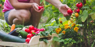 Žena sklízí zeleninu ze zahrady