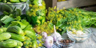 Ingredience na zavařování okurek – česnek, kopr, pepř a vinné listy