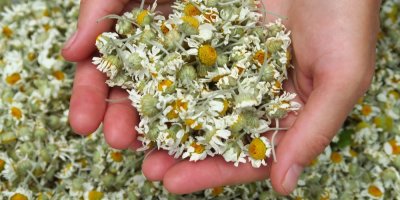 Sušené květy heřmánku v dlani