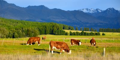 Krávy pasoucí se na louce, v pozadí hory