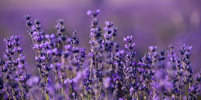 Detail kvetoucí levandule