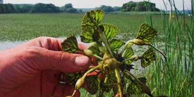 Ruka drží plody kotvice