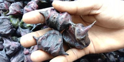 Vodní ořechy v ruce