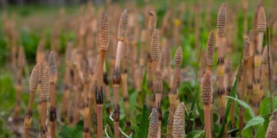 Jarní lodyhy přesličky rolní