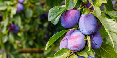 Zralé švestky na stromě