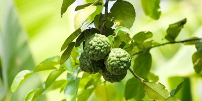 Ovoce bergamot na stromě