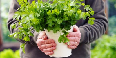 Člověk drží koriandr v květináči