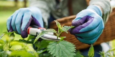 Člověk v rukavicích stříhá kopřivy