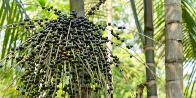 Plody acai na palmě