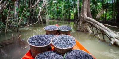 Sklízení plodů acai