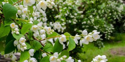 Rozkvetlý jasmín na zahradě