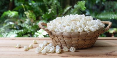 Košík jasmínových květů